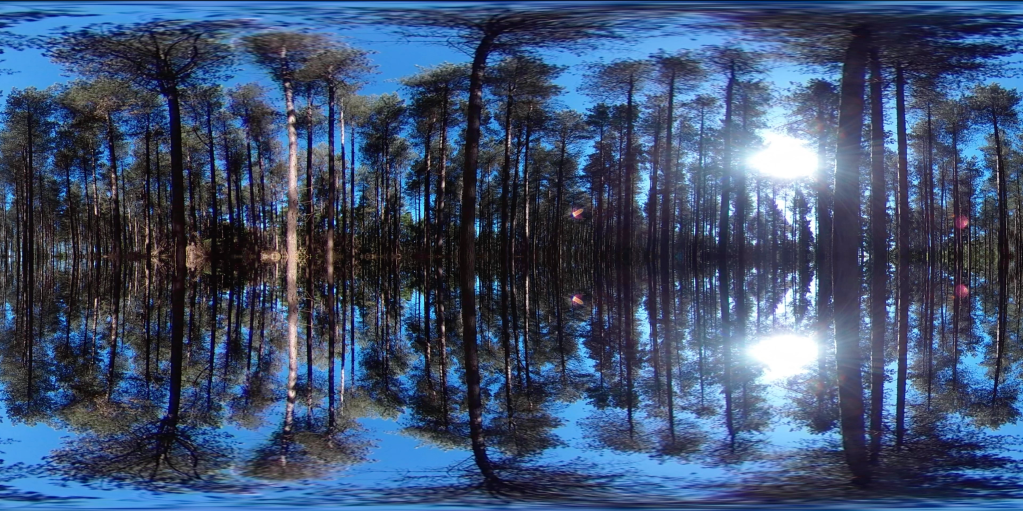 A pine forest mirrored around the centre horizontally